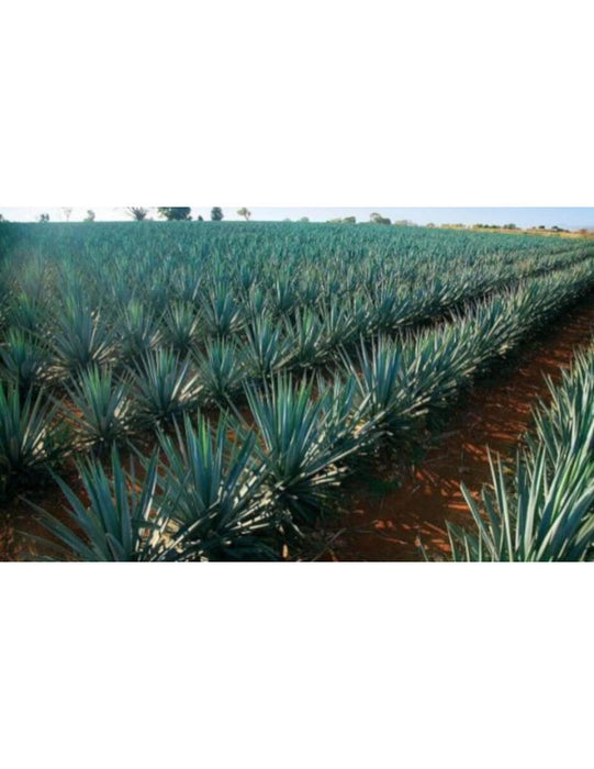 jpg_1500x1500_46888396