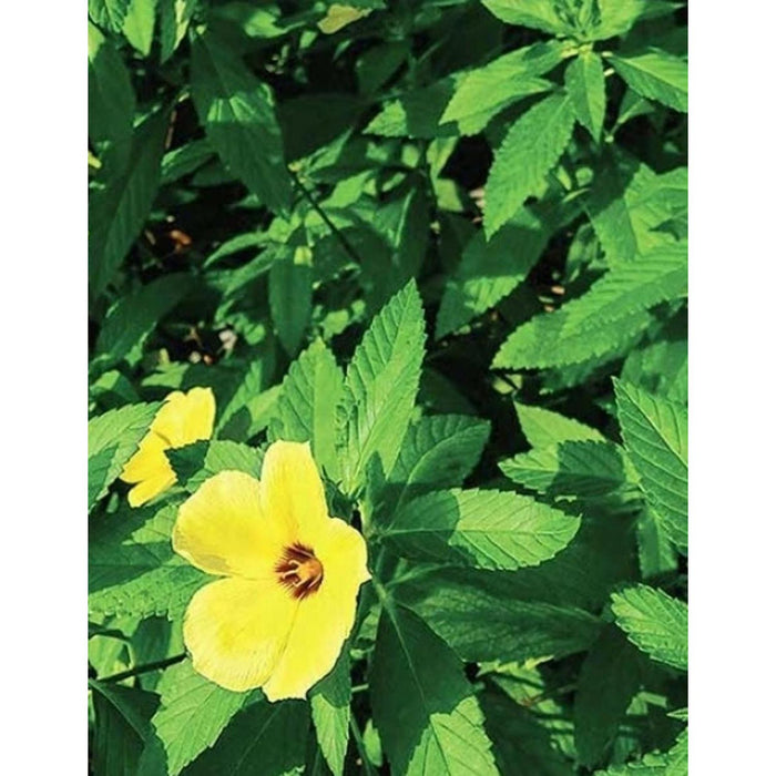 jpeg_1500x1500_43660528