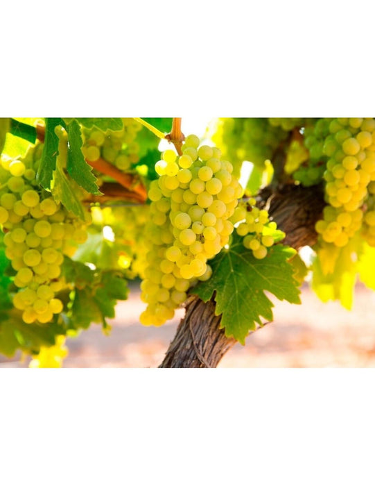 jpg_1500x1500_46536062