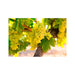 jpg_1500x1500_46536062