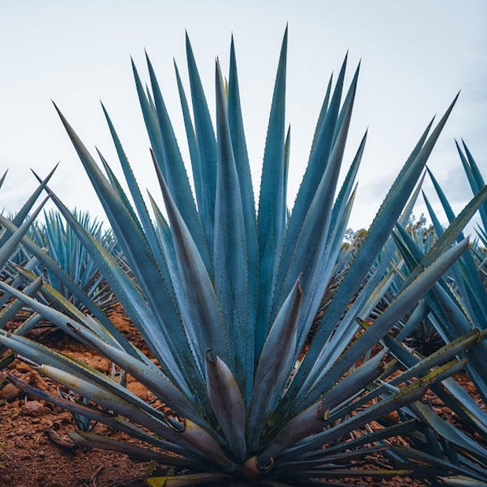 jpg_1500x1500_53294291
